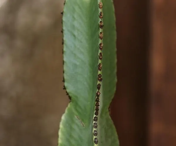 Hotelito Rural Flor De Timanfaya