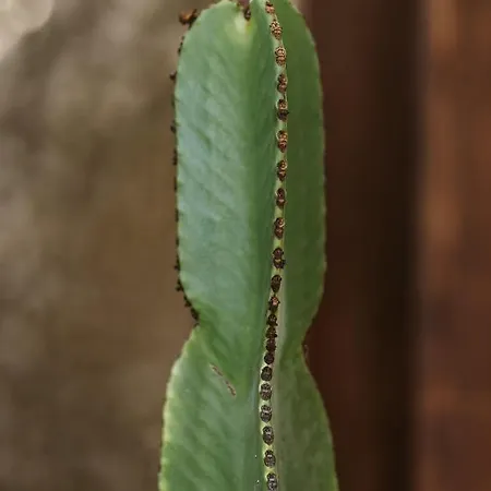Hotelito Rural Flor De Timanfaya