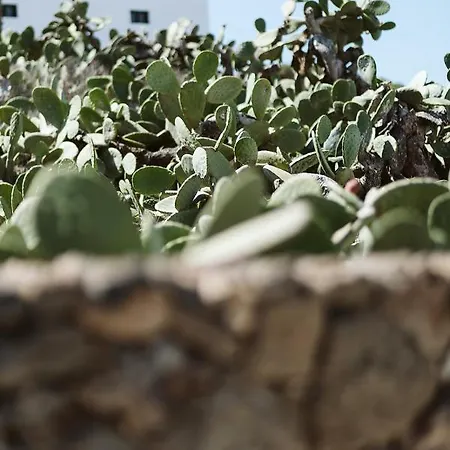 Venkovský dům Hotelito Rural Flor De Timanfaya *